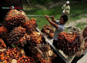 Kemenangan Sawit Indonesia di WTO: Dewan Pakar BPIP Soroti Dampaknya