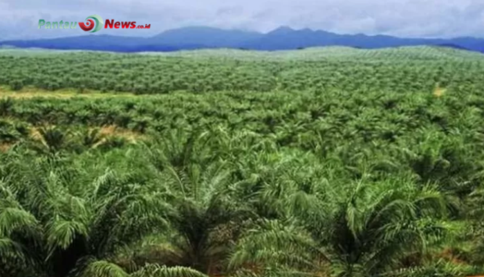 556 Ribu Hektare Kebun Sawit di Kotim: Penopang Stabilitas Ekonomi Daerah