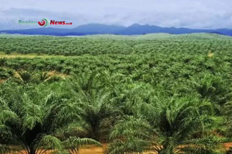 556 Ribu Hektare Kebun Sawit di Kotim: Penopang Stabilitas Ekonomi Daerah