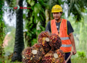 Perkebunan Sawit Makin Luas di Mukomuko, Sawah Menyusut