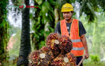 Perkebunan Sawit Meluas, Sawah Menyusut: Ancaman atau Peluang di Mukomuko?