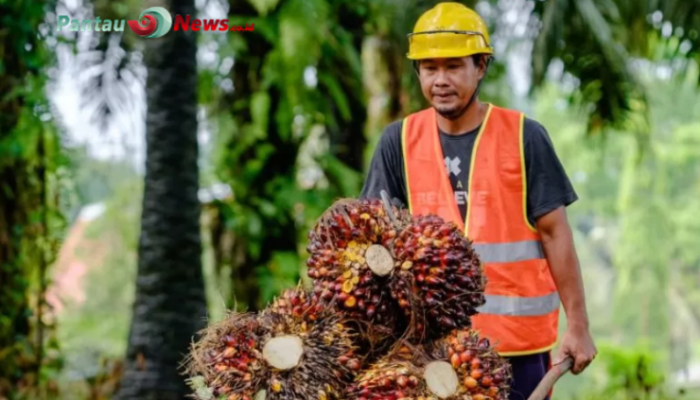 Perkebunan Sawit Makin Luas di Mukomuko, Sawah Menyusut