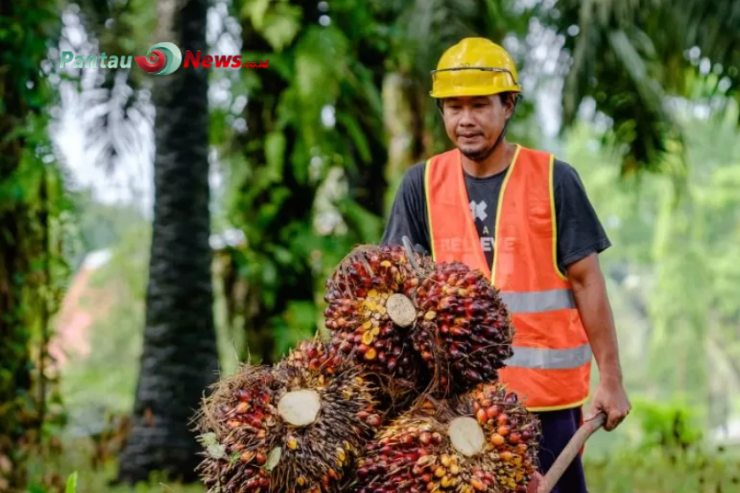 Perkebunan Sawit Meluas, Sawah Menyusut: Ancaman atau Peluang di Mukomuko?