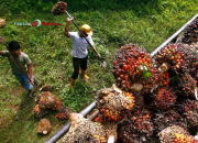 Asosiasi Petani Sawit Keberatan dengan Pembentukan Satgas Penertiban Kawasan Hutan