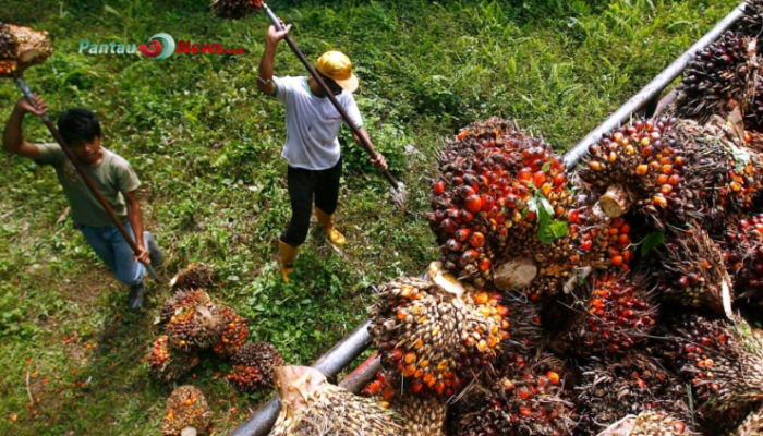 Asosiasi Petani Sawit Keberatan dengan Pembentukan Satgas Penertiban Kawasan Hutan