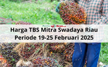 Harga TBS Kelapa Sawit Mitra Swadaya Riau Periode 19-25 Februari 2025 Naik