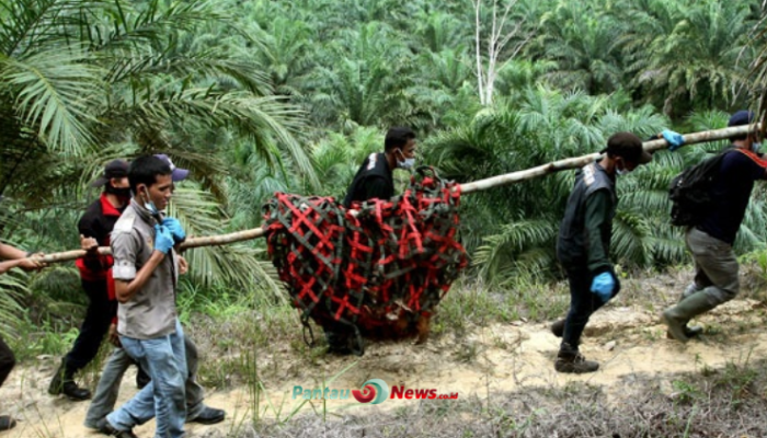 Studi di Malaysia: Orangutan Bisa Hidup di Perkebunan Sawit Asalkan