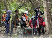 Studi di Malaysia: Orangutan Bisa Hidup di Perkebunan Sawit