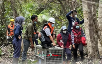 Studi di Malaysia: Orangutan Bisa Hidup di Perkebunan Sawit