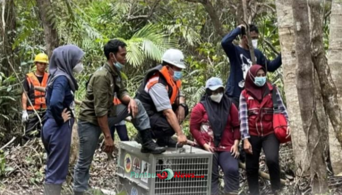 Studi di Malaysia: Orangutan Bisa Hidup di Perkebunan Sawit