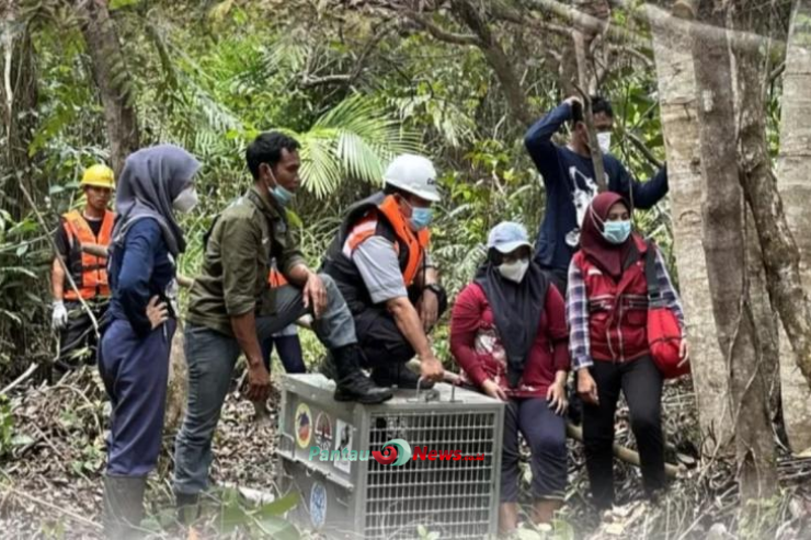 Studi di Malaysia: Orangutan Bisa Hidup di Perkebunan Sawit