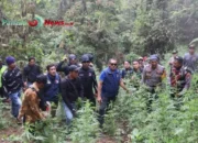 HEBOH! Terungkap Penemuan Ladang Ganja Di Bromo