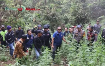 HEBOH! Terungkap Penemuan Ladang Ganja Di Bromo