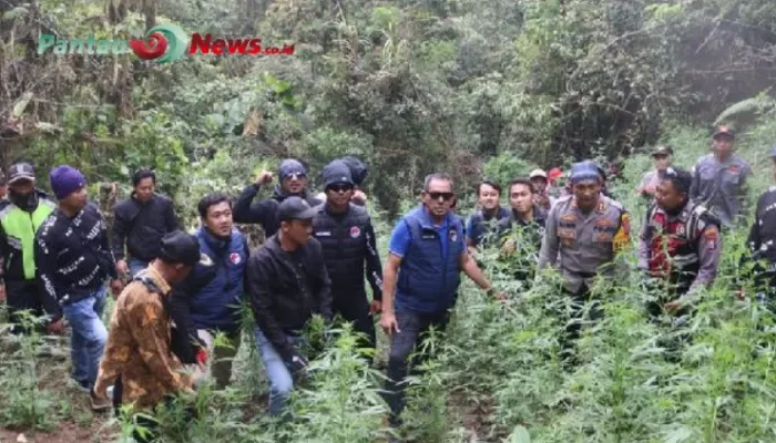 HEBOH! Terungkap Penemuan Ladang Ganja Di Bromo