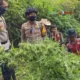 Penemuan Ladang Ganja Di Bromo, Ini Faktanya!