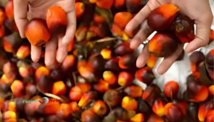 Petik Profit Saham Sawit, Harga CPO Anti-Loyo di 2025