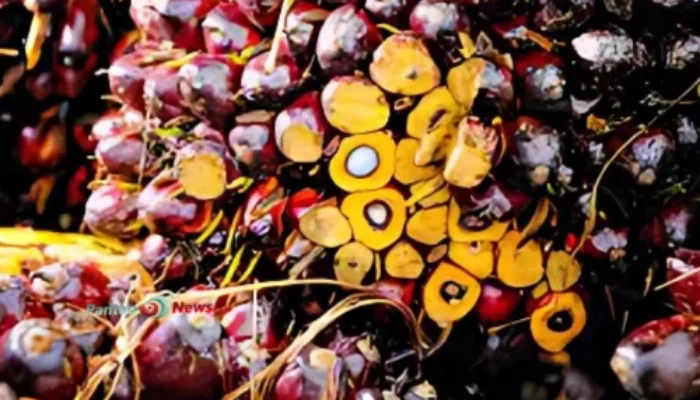 Petik Profit Saham Sawit, Harga CPO Anti-Loyo di 2025!