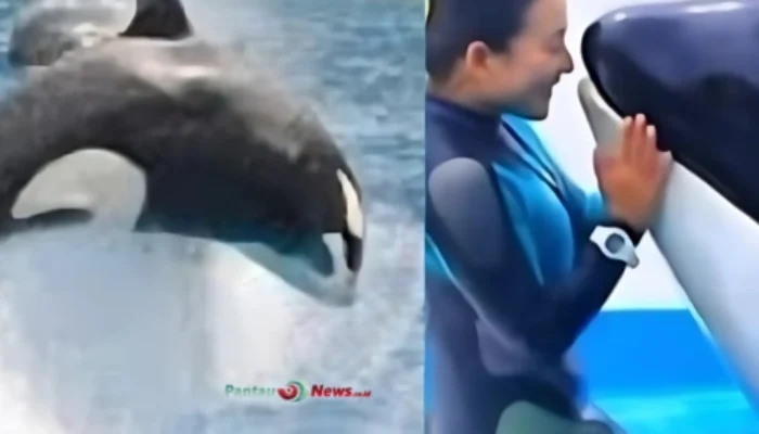 Hoaks Viral: Video Jessica Radcliffe Diserang Paus Orca Ternyata Rekayasa AI!
