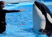 Hoaks Viral: Video Jessica Radcliffe Diserang Paus Orca Ternyata Rekayasa AI!