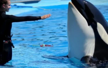 Hoaks Viral: Video Jessica Radcliffe Diserang Paus Orca Ternyata Rekayasa AI!