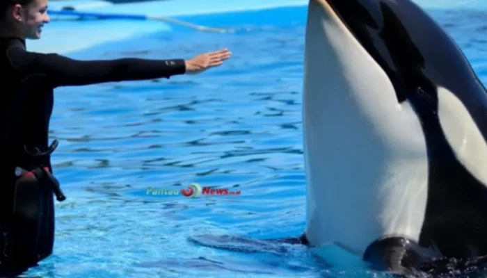 Hoaks Viral: Video Jessica Radcliffe Diserang Paus Orca Ternyata Rekayasa AI!