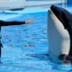 Hoaks Viral: Video Jessica Radcliffe Diserang Paus Orca Ternyata Rekayasa AI!
