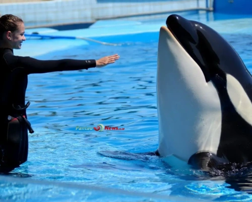 Hoaks Viral: Video Jessica Radcliffe Diserang Paus Orca Ternyata Rekayasa AI!